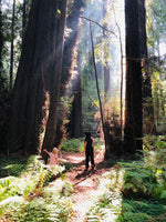 Be strong like the mighty redwood